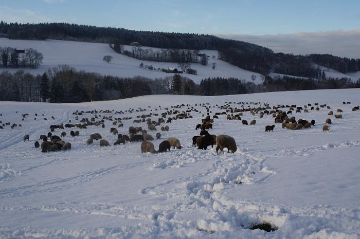 Moutons a Grangettes